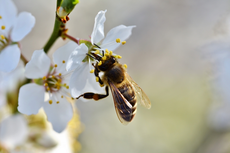 jardinerie-CHATEAUVIEUX-min_bee-4092986